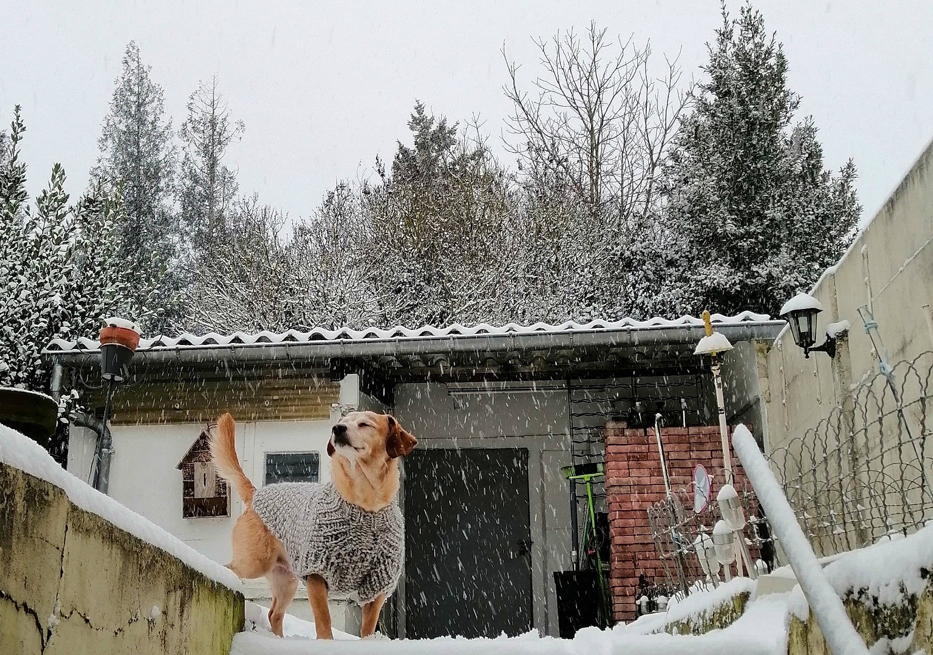 Spencer a rejoint le concours — aidez-le/la à gagner de superbes lots ! building, cottage, door, event, facade, freezing, frost, grass, house, landscape, plant, roof, rural_area, sky, snow, tree, twig, window, winter, wood