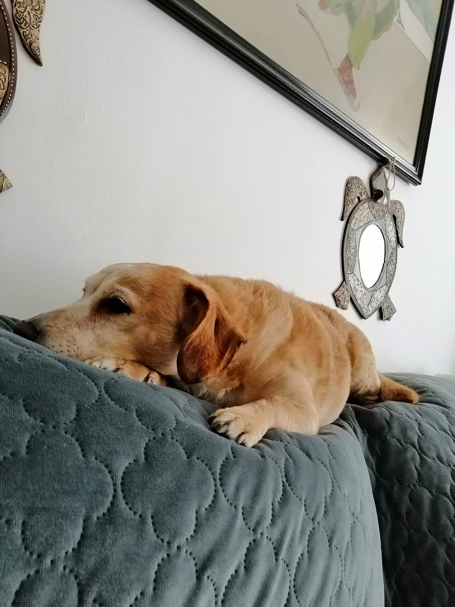 Spencer a rejoint le concours — aidez-le/la à gagner de superbes lots ! bedding, canidae, carnivore, clock, comfort, companion_dog, couch, dog, dog_breed, fawn, flooring, fur, linens, picture_frame, rectangle, room, snout, sporting_group, wood, working_animal