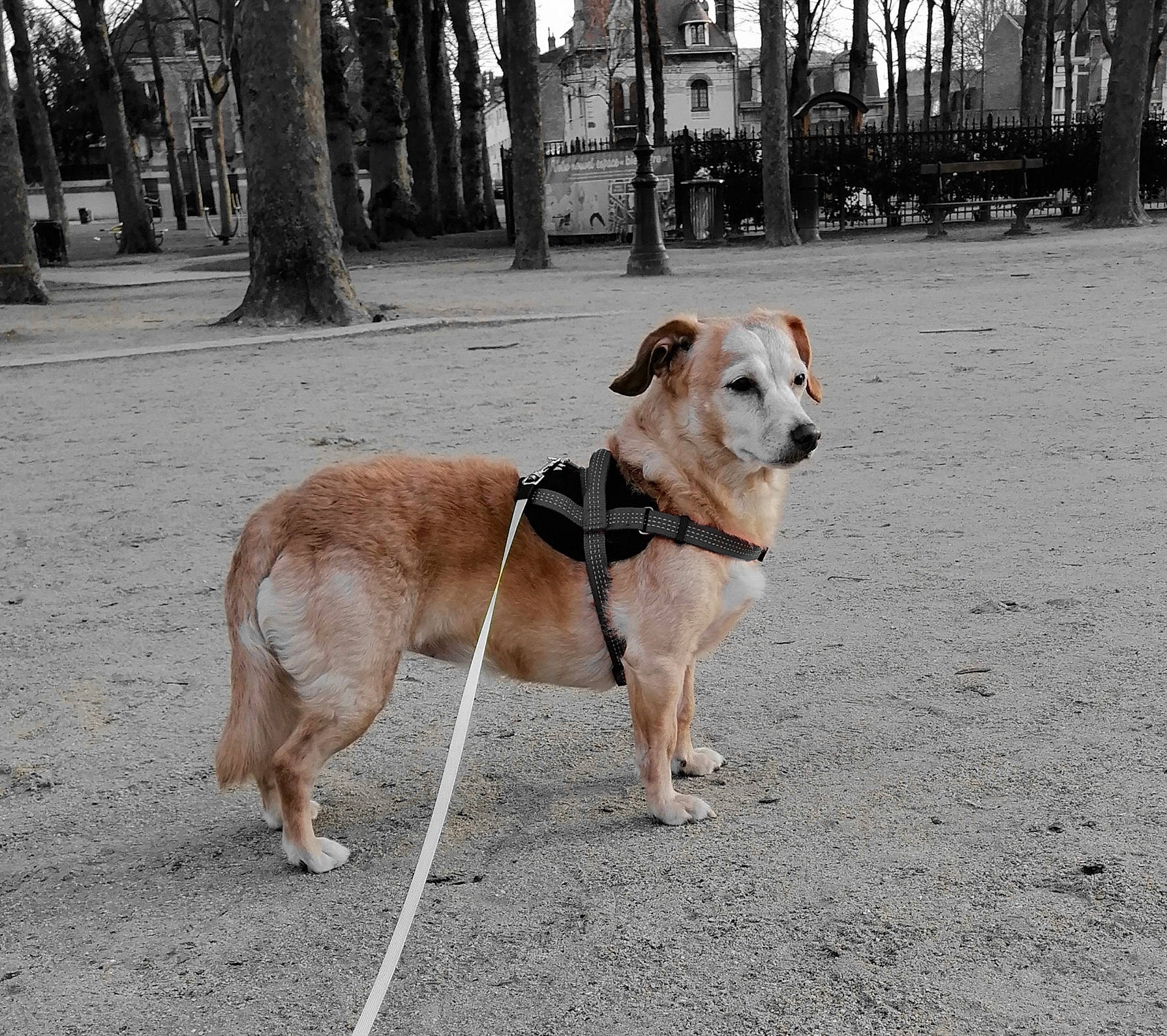 Spencer a rejoint le concours — aidez-le/la à gagner de superbes lots ! carnivore, collar, companion_dog, dog, dog_breed, dog_collar, dog_supply, fashion_accessory, fawn, leash, paw, pet_supply, road, road_surface, sidewalk, sporting_group, street, tail, tree, working_animal