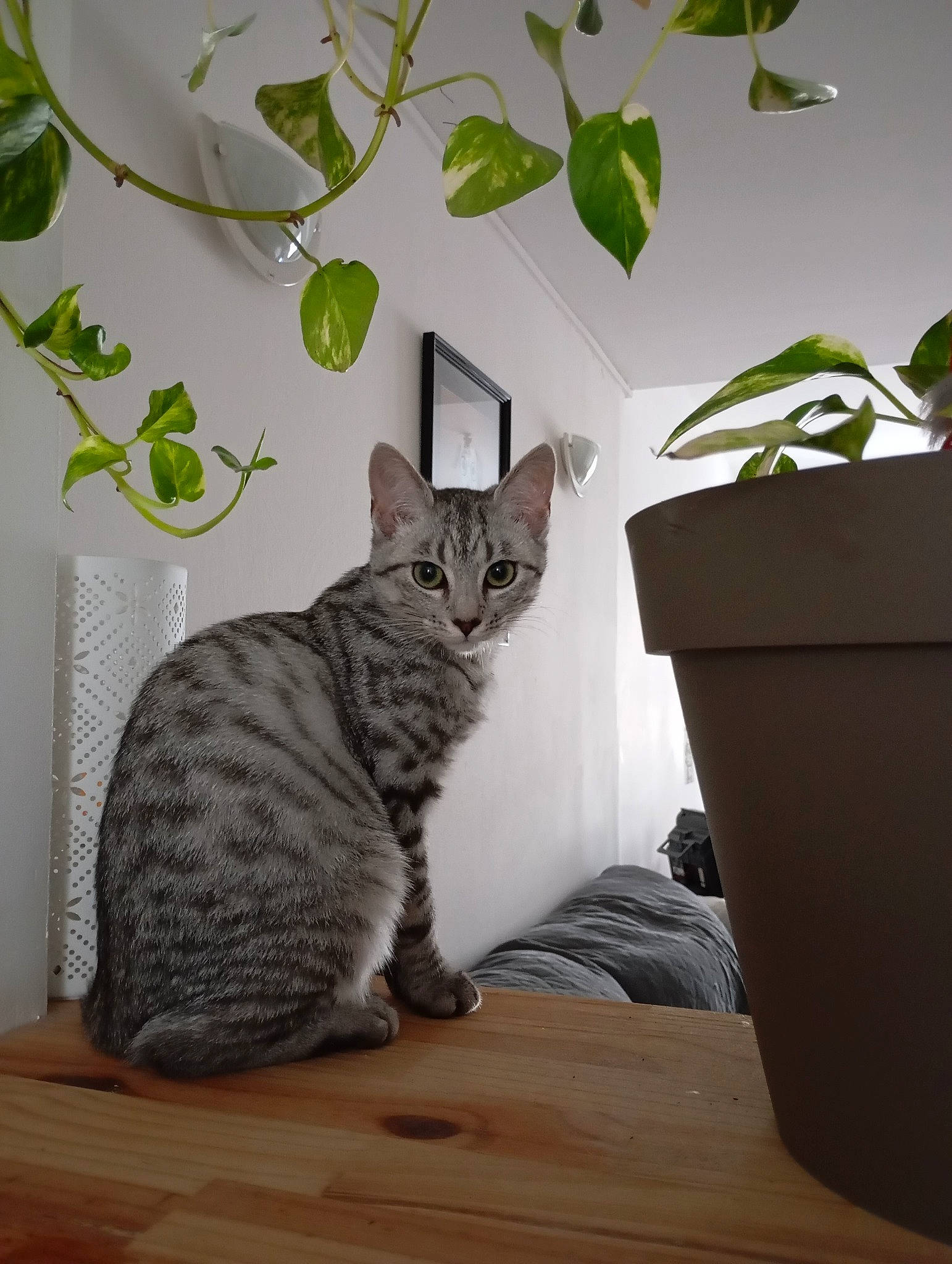 Gusto participe au concours pour gagner de l'argent avec cette photo : carnivore, cat, comfort, curious, domestic_short_haired_cat, felidae, flowerpot, fur, grey, hardwood, houseplant, plant, sitting, small_to_medium_sized_cats, tail, terrestrial_plant, whiskers, wood