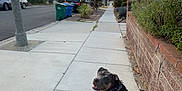 Ares is registered to the contest to win money with this photo: dog, leash, sidewalk, suburban, sunset, palm_trees, brick_wall, greenery, street, parked_cars, outdoor, pet, canine, walk, nature, sky, urban, curious, animal, daylight
