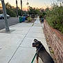 dog, leash, sidewalk, suburban, sunset, palm_trees, brick_wall, greenery, street, parked_cars, outdoor, pet, canine, walk, nature, sky, urban, curious, animal, daylight