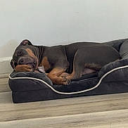 Ares joined the competition — help win amazing prizes! dog, sleeping, dog_bed, floor, wooden_floor, resting, pet, indoor, cozy, brown_dog, relaxed, calm, animal, canine, quiet, home, domestic, peaceful, side_view, lying_down