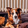 Tango participe au concours pour gagner de l'argent avec cette photo : blanket, brown_and_white, canine, chew_bone, close_up, dog, eyes, face, floppy_ears, fluffy, fur, home, indoors, long_hair, lying_down, muzzle, nose, pet, portrait, radiator