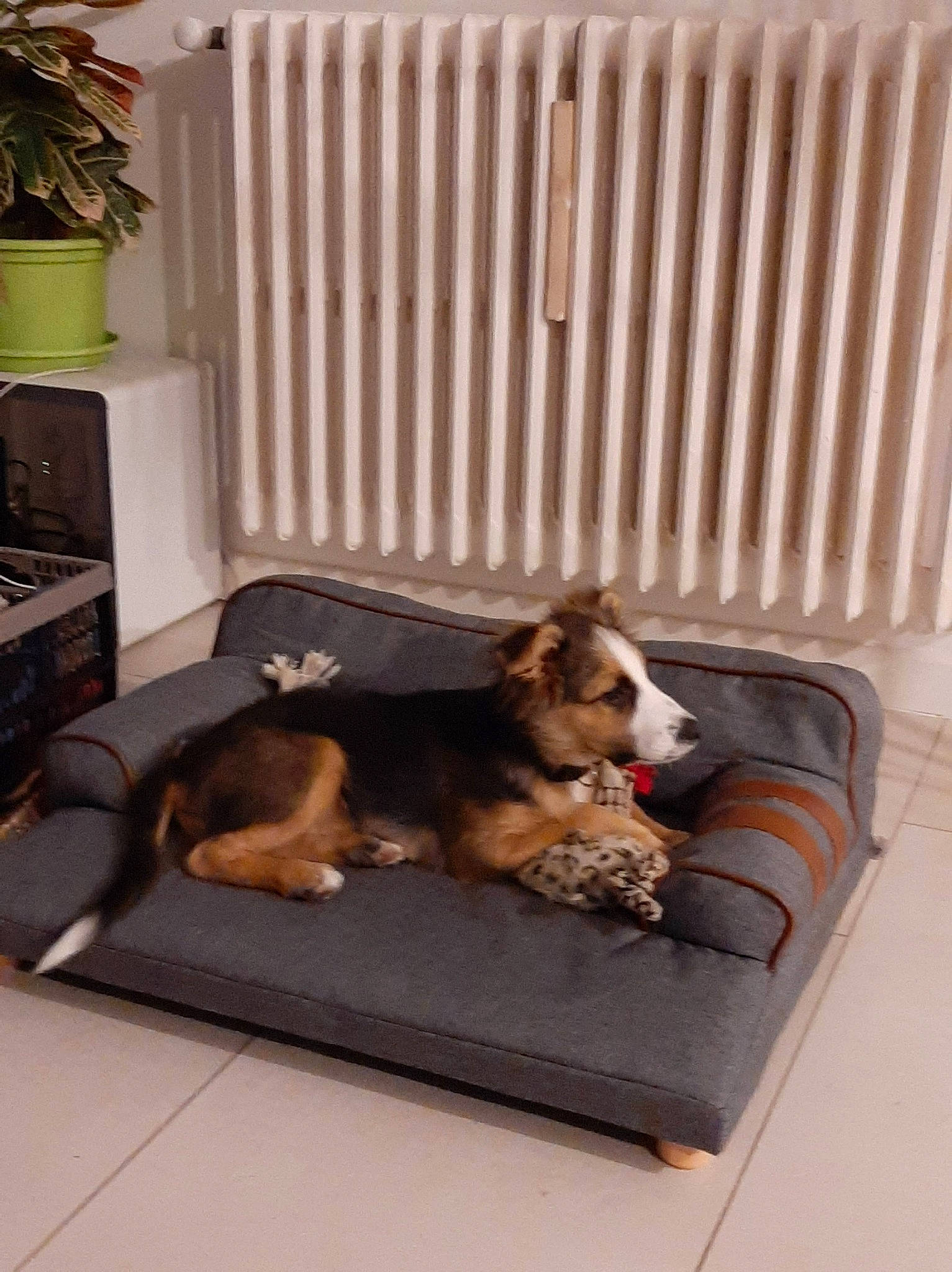 Tango participe au concours pour gagner de l'argent avec cette photo : brown, canidae, carnivore, comfort, companion_dog, dog, dog_breed, dog_supply, fawn, floor, flooring, flowerpot, hardwood, houseplant, pet_supply, plant, room, sporting_group, wood, working_animal