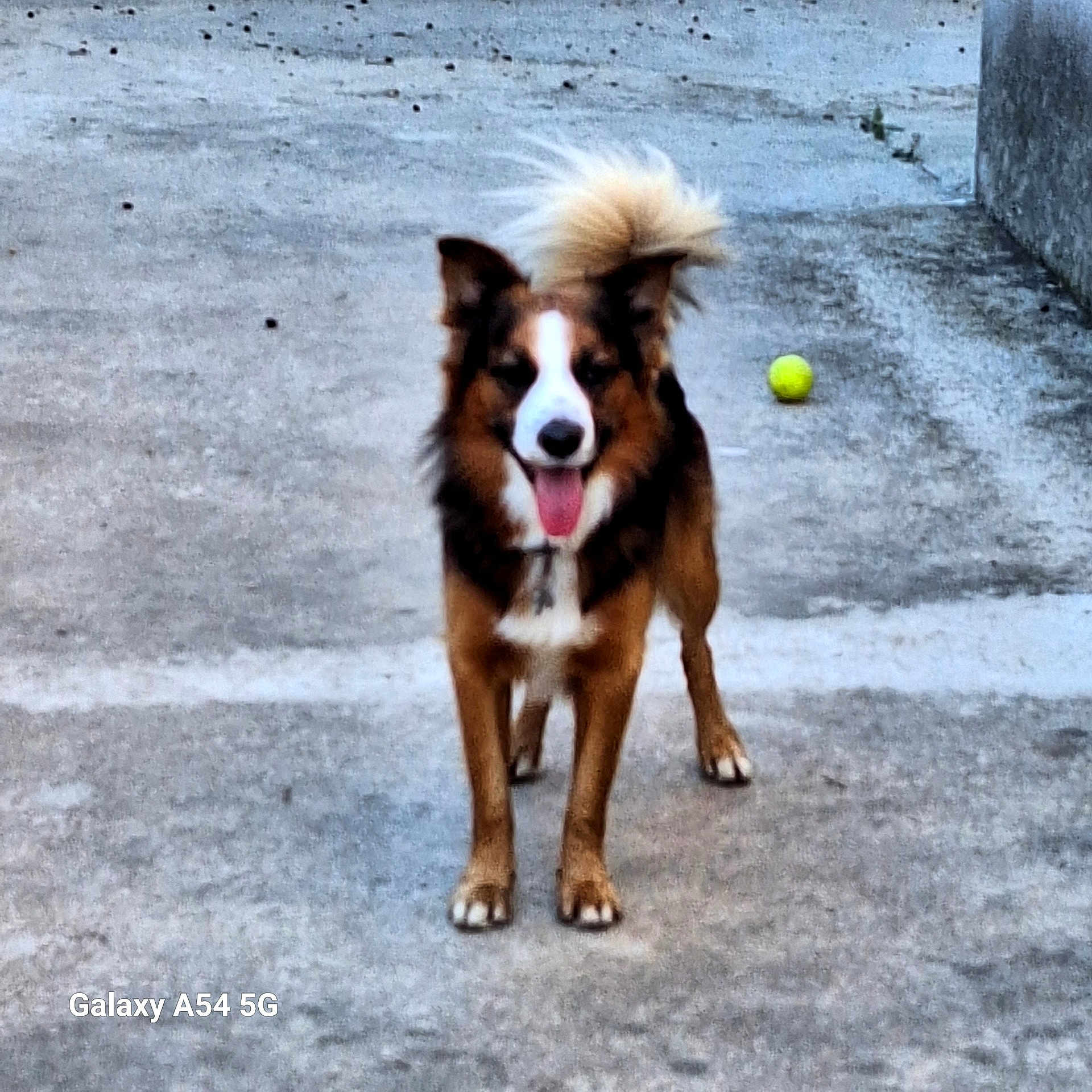 Tango