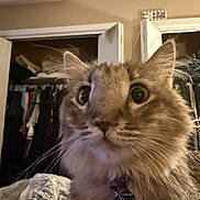 Marshmallow joined the competition — help win amazing prizes! cat, fluffy, close_up, indoor, wide_eyes, curious, pet, animal, fur, whiskers, collar, bedroom, closet, clothes, door, hanger, furniture, domestic, portrait, curiosity