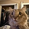 cat, fluffy, close_up, indoor, wide_eyes, curious, pet, animal, fur, whiskers, collar, bedroom, closet, clothes, door, hanger, furniture, domestic, portrait, curiosity