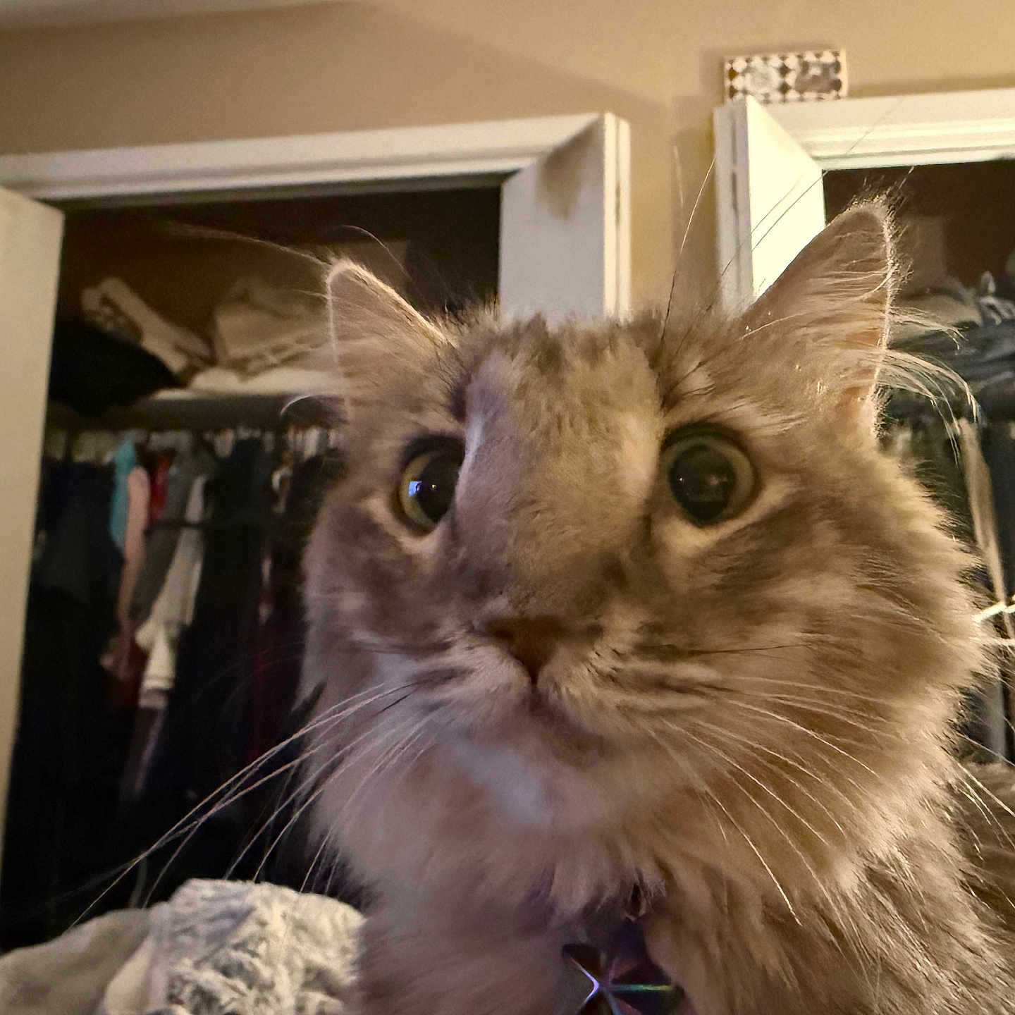 Marshmallow joined the competition — help win amazing prizes! cat, fluffy, close_up, indoor, wide_eyes, curious, pet, animal, fur, whiskers, collar, bedroom, closet, clothes, door, hanger, furniture, domestic, portrait, curiosity