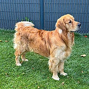 Toad participe au concours pour gagner de l'argent avec cette photo : alert, animal, canine, daylight, dog, domestic_animal, ears, fence, fur, golden_retriever, grass, looking, mammal, nature, outdoor, park, pet, snout, standing, tail