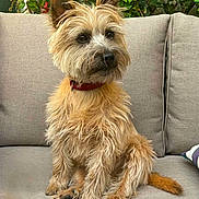 Valou participe au concours pour gagner de l'argent avec cette photo : animal, beige, brown, canine, collar, couch, cute, dog, ears, fur, furniture, greenery, indoor, leaf, pet, plant, portrait, scruffy, sitting, tail