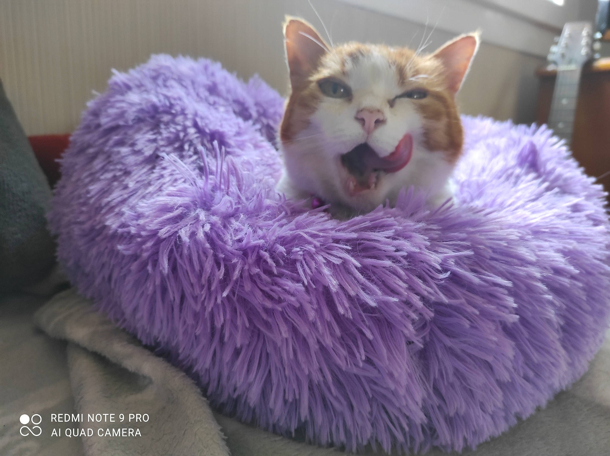 Ninon participe au concours pour gagner de l'argent avec cette photo : carnivore, cat, cat_bed, cat_furniture, cat_supply, claw, comfort, domestic_short_haired_cat, fawn, felidae, fur, magenta, paw, pet_supply, purple, small_to_medium_sized_cats, snout, tail, terrestrial_animal, whiskers