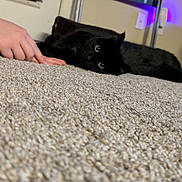 Brave joined the competition — help win amazing prizes! animal, ankle, baby, bed, bedroom, blackcat, bodypart, cat, couch, finger, furniture, hand, homedecor, indoors, kitten, manx, person, pet, room, toe