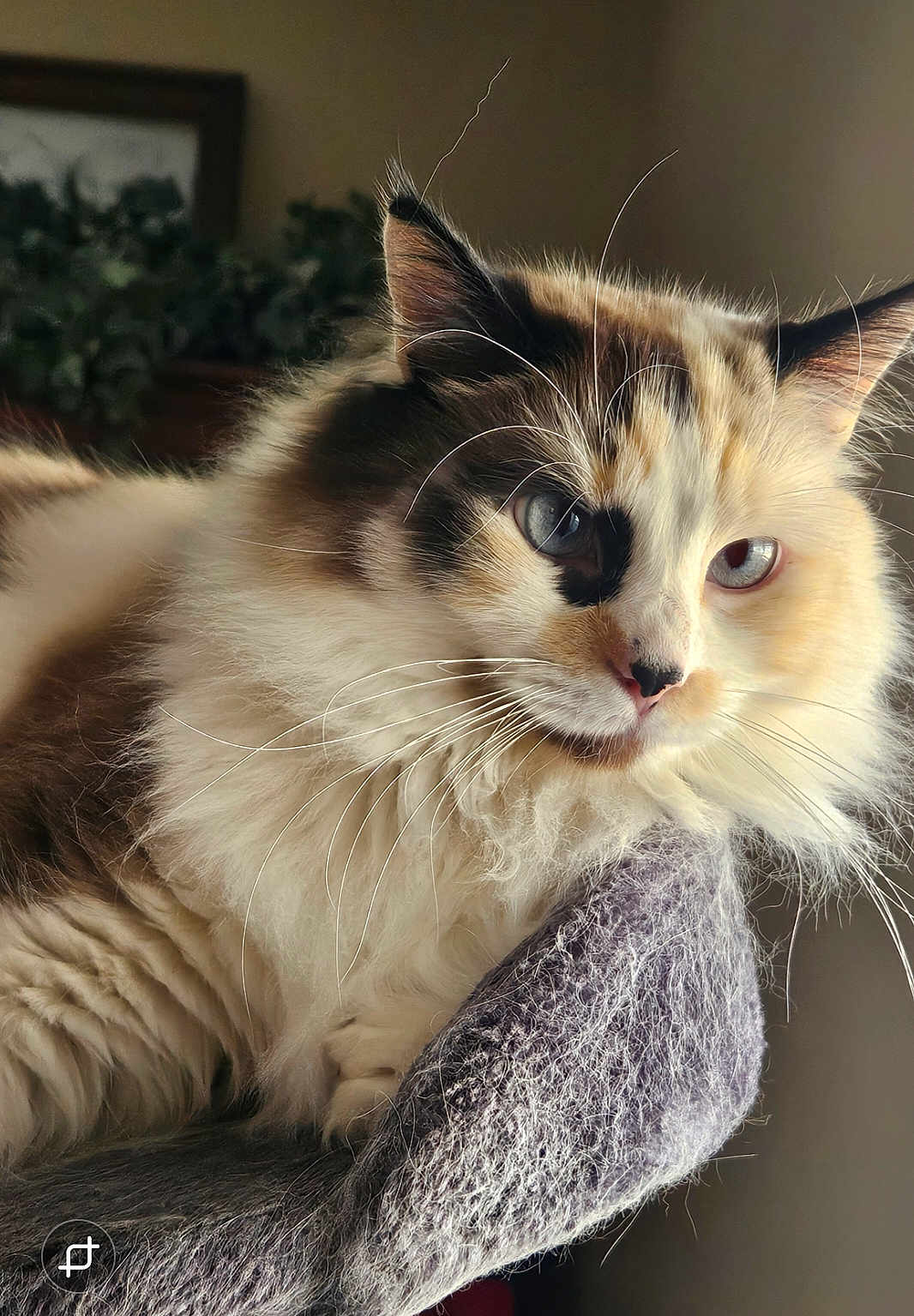 Meko joined the competition — help win amazing prizes! cat, fluffy, blue_eyes, whiskers, perch, gray, indoor, soft_fur, close_up, relaxed, pet, animal, portrait, cozy, feline, domestic_cat, resting, warm_light, side_view, cute