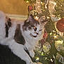 Meko joined the competition — help win amazing prizes! cat, christmas_tree, ornament, ribbon, holiday, indoor, pet, feline, decorations, lights, fluffy, white, brown, festive, relaxed, couch, pillow, home, celebration, animal