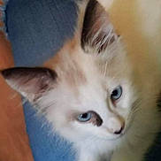 Meko joined the competition — help win amazing prizes! kitten, cat, blue_eyes, white_fur, ears, paw, jeans, denim, indoor, pet, cute, feline, young_animal, close_up, portrait, soft_fur, animal, domestic, resting, curious