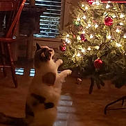 Meko is registered to the contest to win money with this photo: animal, baubles, blinds, calm, cat, chair, christmas_tree, cozy, decoration, domestic, festive, floor, furniture, holiday_decor, indoor, lights, pet, tree_stand, window, wooden_floor