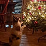 animal, baubles, blinds, calm, cat, chair, christmas_tree, cozy, decoration, domestic, festive, floor, furniture, holiday_decor, indoor, lights, pet, tree_stand, window, wooden_floor