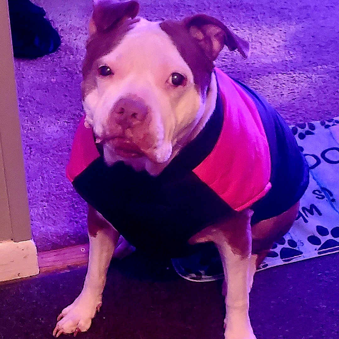 𝐵𝑒𝑙𝑙𝑎 𝑅𝑜𝑠𝑒 joined the competition — help win amazing prizes! accessories, animal, bostonbull, boxer, bulldog, canine, dog, frenchbulldog, hound, machine, pet, pitbull, puppy, purple, snout, sphere, spoke, strap, terrier, whitedog