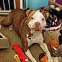 animal, ball, bostonbull, boxer, bulldog, canine, clothing, couch, dog, footwear, furniture, pet, pitbull, puppy, runningshoe, shoe, sneaker, sport, tennis, tennisball