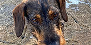 Brownie participe au concours pour gagner de l'argent avec cette photo : animal, brown, canine, closeup, curious, dachshund, dog, ears, exploring, fur, ground, leash, nature, outdoor, pet, rock, small_dog, snout, texture, walking