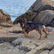 Brownie a rejoint le concours — aidez-le/la à gagner de superbes lots ! dog, dachshund, leash, rock, coast, ocean, sea, outdoor, animal, pet, water, nature, landscape, canine, beach, wildlife, walking, adventure, sky, scenery