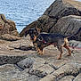 dog, dachshund, leash, rock, coast, ocean, sea, outdoor, animal, pet, water, nature, landscape, canine, beach, wildlife, walking, adventure, sky, scenery