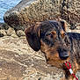 dog, dachshund, leash, rock, water, outdoor, pet, animal, brown, black, fur, snout, ear, paw, nature, coast, curious, side_view, closeup, daylight