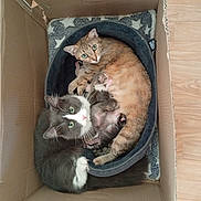 Coton participe au concours pour gagner de l'argent avec cette photo : animal, bed, cardboard_box, cat, cozy, curious, cute, domestic_animal, family, feline, fur, green_eyes, indoor, kitten, mammal, nest, pet, resting, sleeping, whiskers