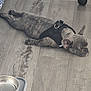 Bleu is registered to the contest to win money with this photo: dog, french_bulldog, puppy, sleeping, harness, pet_bowl, water_bowl, hardwood_floor, brindle, indoor, pet, resting, canine, paws, ear, leash_attachment, cute, cozy, domestic, floor_texture