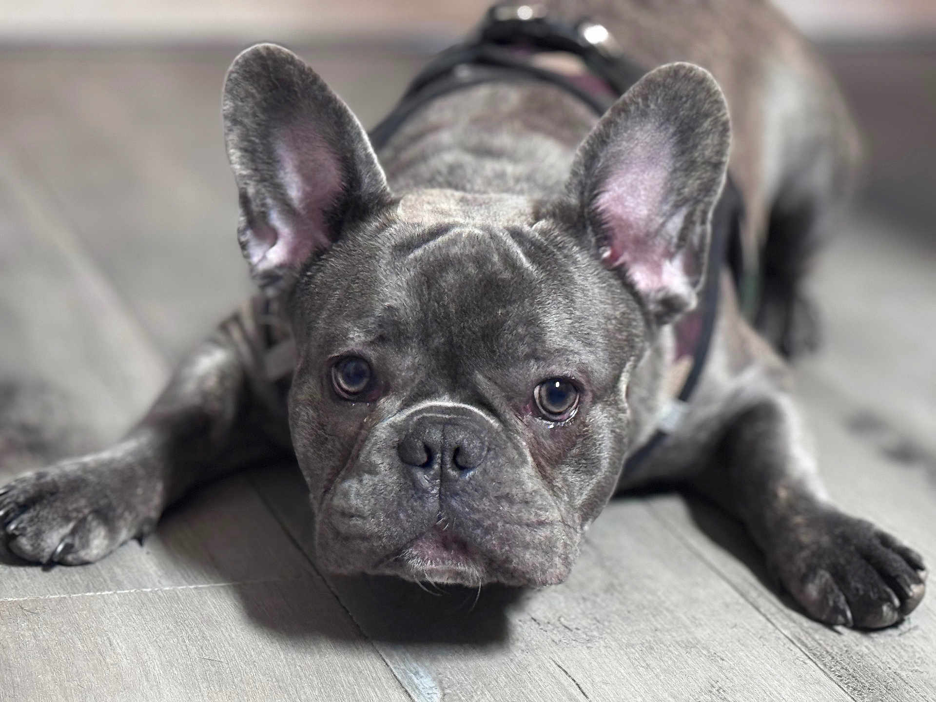 Bleu is registered to the contest to win money with this photo: french_bulldog, dog, pet, canine, closeup, portrait, large_ears, paws, hardwood_floor, brindle_coat, collar, leash, expressive_eyes, droopy_face, resting, lying_down, adorable, indoor, shallow_depth_of_field, short_muzzle