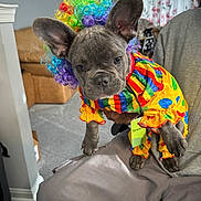 Bleu joined the competition — help win amazing prizes! dog, french_bulldog, puppy, costume, clown_wig, colorful, rainbow, large_ears, cute, pet, indoor, living_room, sofa, person_holding, chair, portrait, close_up, fabric, price_tag, playful
