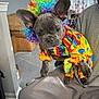 dog, french_bulldog, puppy, costume, clown_wig, colorful, rainbow, large_ears, cute, pet, indoor, living_room, sofa, person_holding, chair, portrait, close_up, fabric, price_tag, playful