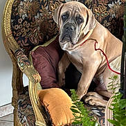 Hatthos a rejoint le concours — aidez-le/la à gagner de superbes lots ! dog, chair, cushion, indoor, pet, furniture, plant, decor, canine, wrinkles, brown_dog, leash, portrait, seat, living_room, expression, comfort, ornate, patterned, pillow
