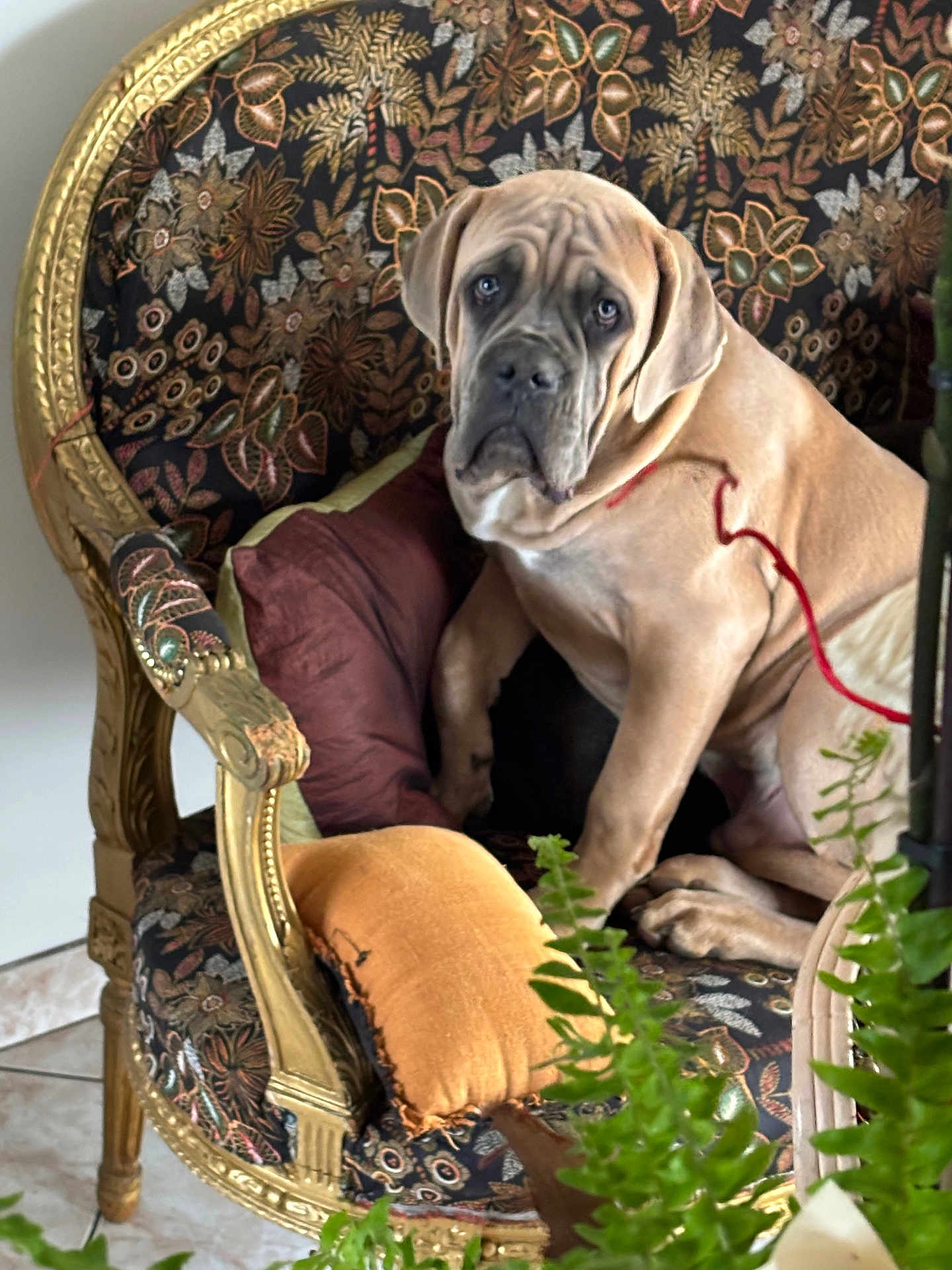 Hatthos a rejoint le concours — aidez-le/la à gagner de superbes lots ! dog, chair, cushion, indoor, pet, furniture, plant, decor, canine, wrinkles, brown_dog, leash, portrait, seat, living_room, expression, comfort, ornate, patterned, pillow