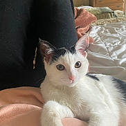 Rosie is registered to the contest to win money with this photo: cat, kitten, white_cat, black_and_white, pet, animal, feline, blue_eyes, whiskers, pointed_ears, fur, lying_down, lap, person, bed, bedroom, blanket, indoor, sunlight, portrait