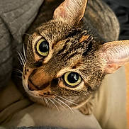 Zelda a rejoint le concours — aidez-le/la à gagner de superbes lots ! cat, tabby, pet, animal, portrait, close_up, face, eyes, ears, whiskers, fur, striped, brown, green_eyes, indoor, blanket, cozy, cuddly, sleeping_area, photography