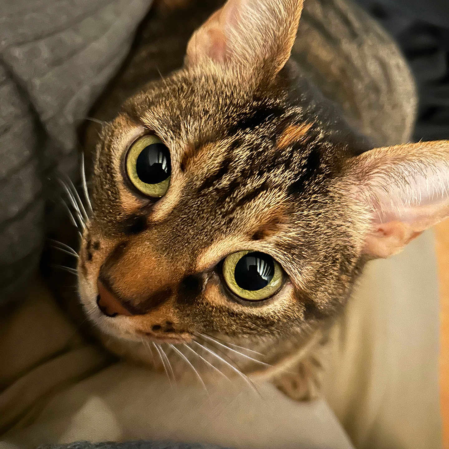 Zelda