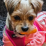 Bella Rose is registered to the contest to win money with this photo: animal, black_nose, blanket, chew_toy, closeup, cozy, cute, dog, ears, face, fur, harness, indoors, mammal, orange_toy, pet, pink_clothing, puppy, resting, small_dog