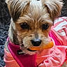 animal, black_nose, blanket, chew_toy, closeup, cozy, cute, dog, ears, face, fur, harness, indoors, mammal, orange_toy, pet, pink_clothing, puppy, resting, small_dog