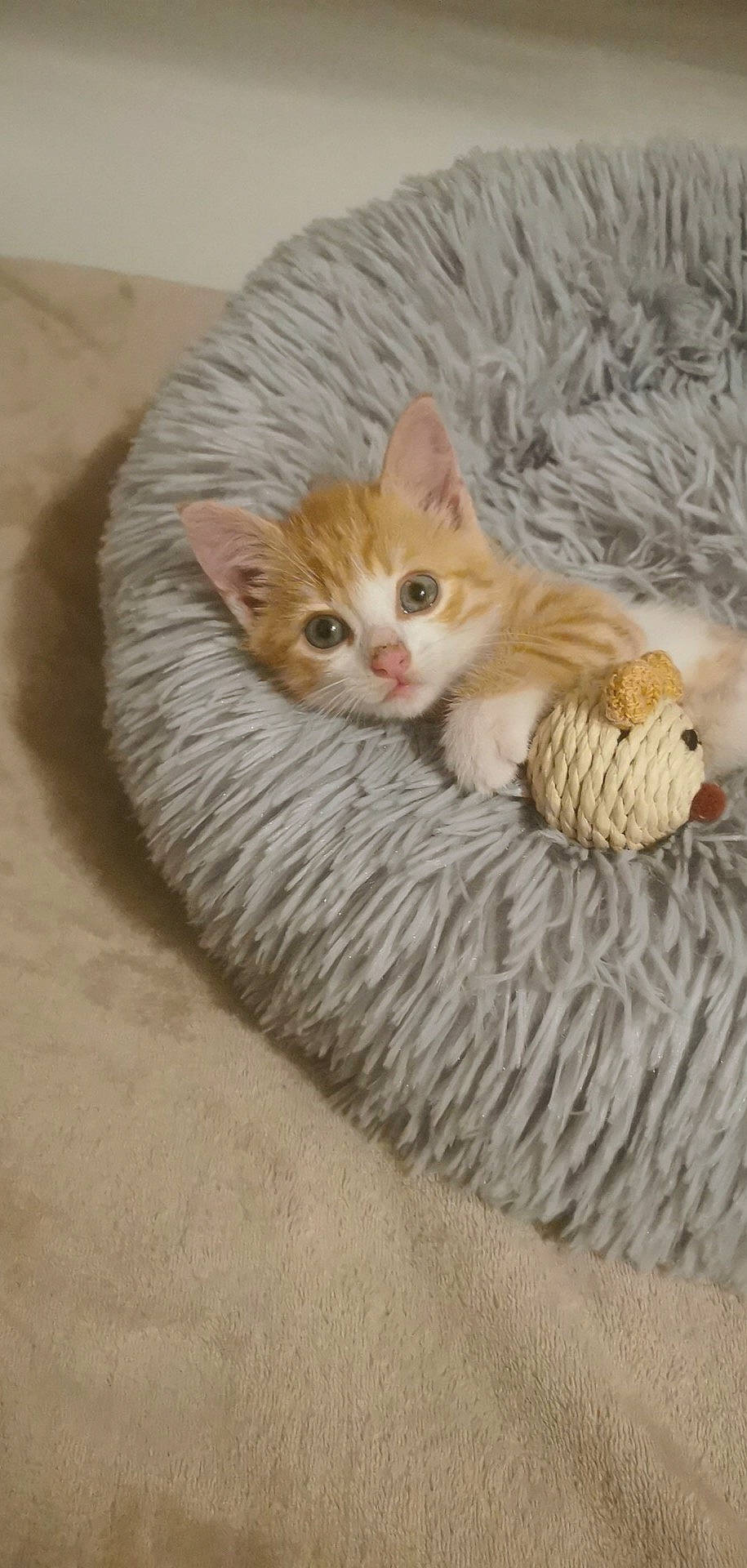 Garfield participe au concours pour gagner de l'argent avec cette photo : carnivore, cat, cat_furniture, cat_supply, cat_toy, claw, comfort, couch, domestic_short_haired_cat, fawn, felidae, fur, linens, paw, pet_supply, small_to_medium_sized_cats, snout, tail, whiskers, wood