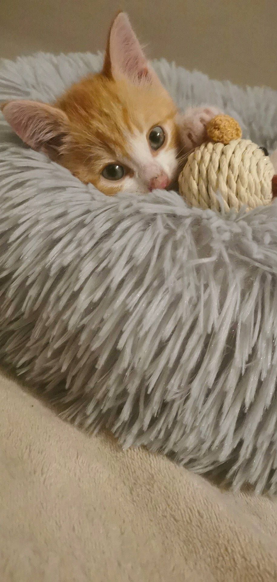 Garfield participe au concours pour gagner de l'argent avec cette photo : art, ball, carnivore, cat, cat_bed, cat_supply, comfort, domestic_short_haired_cat, fawn, felidae, fur, paw, small_to_medium_sized_cats, snout, tail, terrestrial_animal, toy, whiskers, wool, woolen