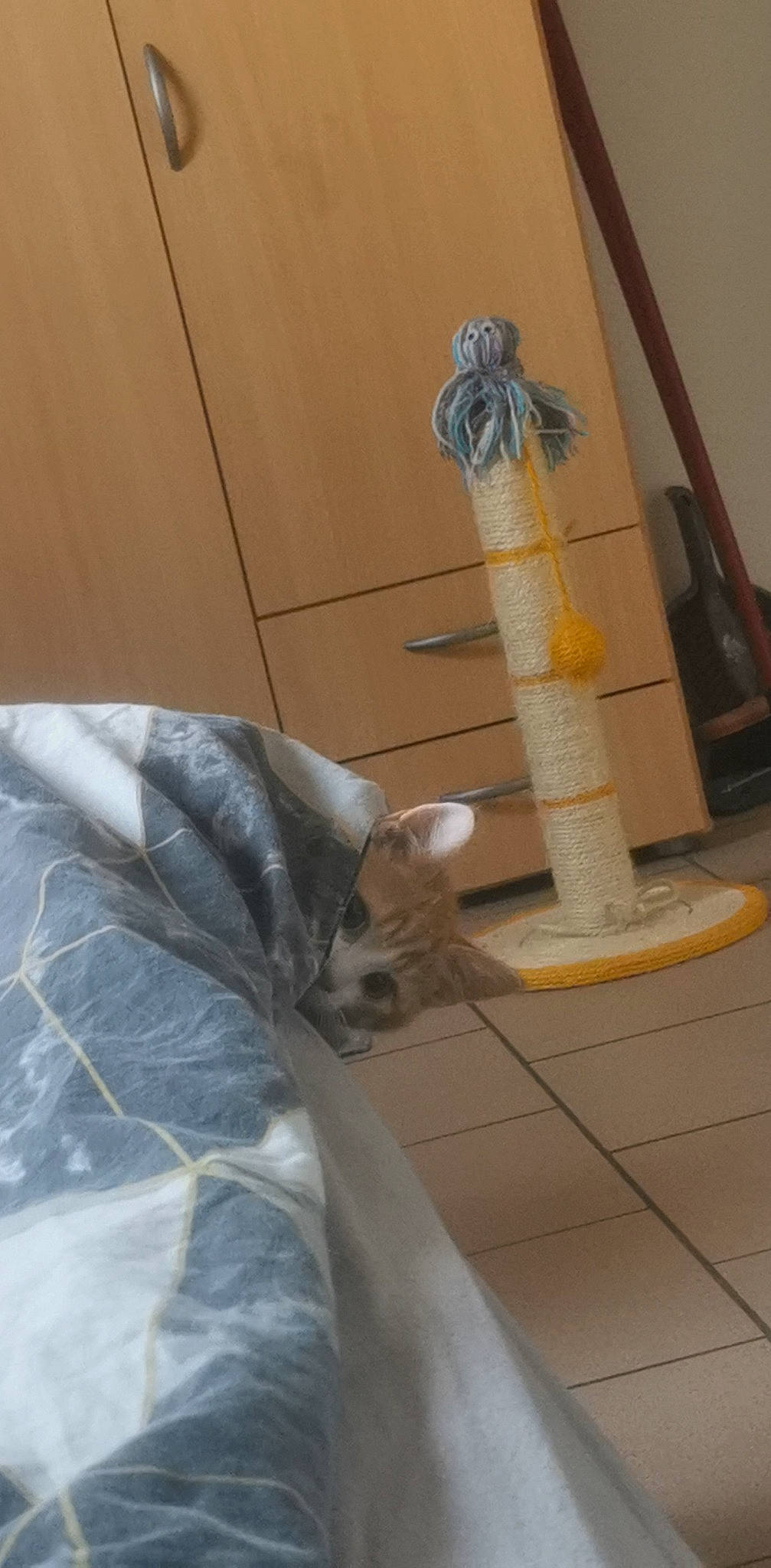 Garfield a rejoint le concours — aidez-le/la à gagner de superbes lots ! art, carnivore, cat, column, cylinder, domestic_short_haired_cat, fawn, felidae, floor, flooring, fur, gas, hardwood, human_leg, plastic_bag, room, small_to_medium_sized_cats, tail, whiskers, wood