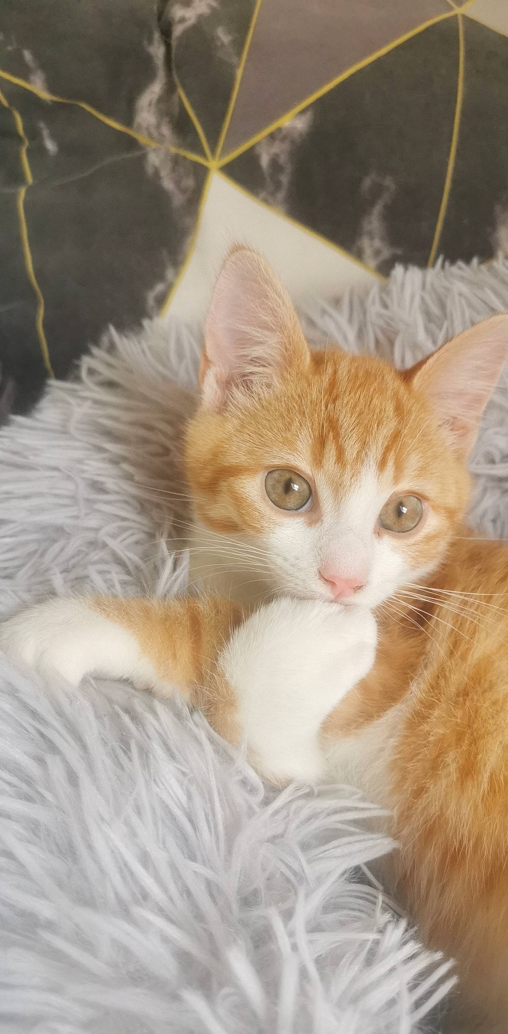 Garfield a rejoint le concours — aidez-le/la à gagner de superbes lots ! art, carnivore, cat, claw, comfort, domestic_short_haired_cat, fawn, felidae, fur, paw, sitting, small_to_medium_sized_cats, snout, tail, terrestrial_animal, whiskers