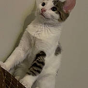 Marshmallow joined the competition — help win amazing prizes! cat, kitten, feline, white_fur, tabby_fur, ears, whiskers, couch, indoor, pet, curious, sitting, animal, domestic, furniture, closeup, portrait, young_cat, looking_up, paw