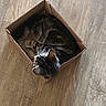 cat, tabby_cat, cardboard_box, wooden_floor, pet, animal, feline, striped, curled_up, cozy, domestic_cat, whiskers, ears, sleeping, indoor, cute, small_space, relaxed, fur, mammal