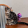 cat, kitten, tabby, striped, wooden_table, chair, furniture, indoor, decoration, mushroom, purple, pink, pet, animal, cute, sitting, curious, young_cat, domestic_cat, feline