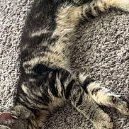 Tobias is registered to the contest to win money with this photo: cat, tabby, sleeping, carpet, indoor, pet, feline, resting, fur, striped, animal, cozy, relaxed, paw, whiskers, texture, green_cloth, home, cute, quiet