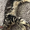 cat, tabby, sleeping, carpet, indoor, pet, feline, resting, fur, striped, animal, cozy, relaxed, paw, whiskers, texture, green_cloth, home, cute, quiet