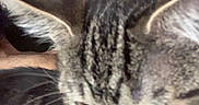 Tobias is registered to the contest to win money with this photo: kitten, cat, gray_tabby, close_up, whiskers, ears, fur, pet, animal, indoor, person, hand, face_partial, young_cat, cute, domestic_cat, looking_down, feline, portrait, blurred_background